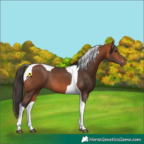 Horse Color:Bay Tobiano Rabicano 