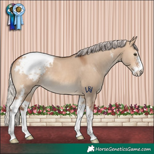 Horse Color:Silver Bay Dun Sabino Appaloosa 
