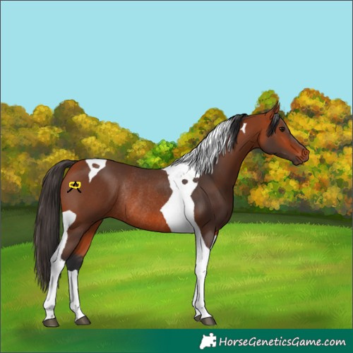Horse Color:Bay Tobiano Rabicano