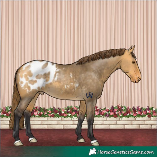 Horse Color:Buckskin Dun Appaloosa 