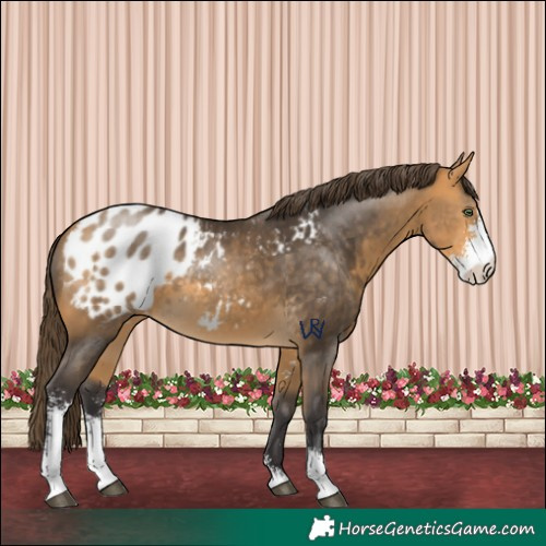 Horse Color:Buckskin Sabino Appaloosa