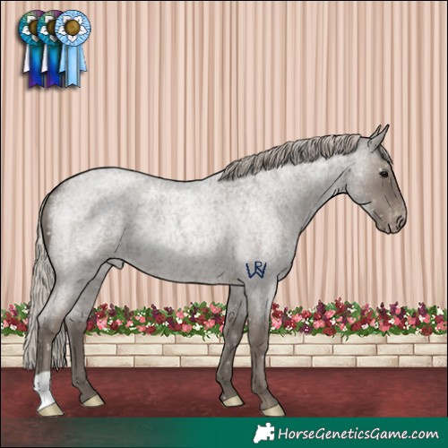 Horse Color:Silver Blue Roan Appaloosa 