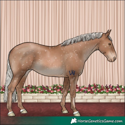 Horse Color:Silver Black Pearl Appaloosa 
