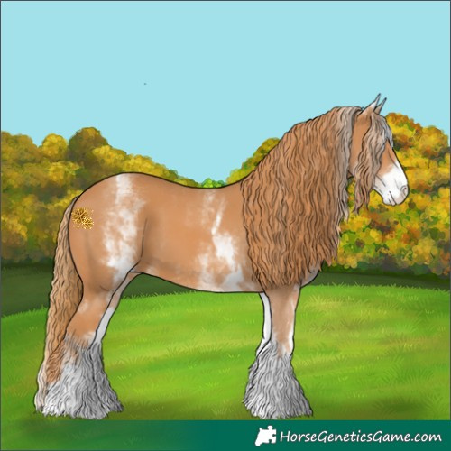 Horse Color:White Spotted Chestnut 