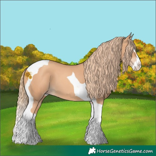 Horse Color:Gold Champagne Splash Tobiano