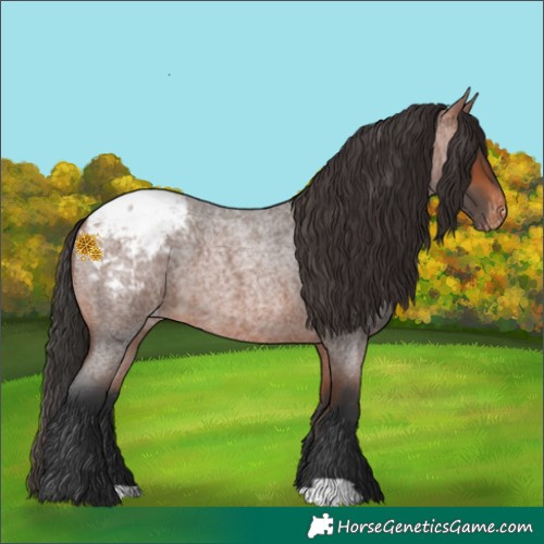 Horse Color:Bay Roan Snowcap