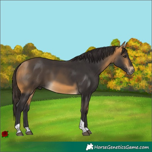Horse Color:Buckskin Tobiano 