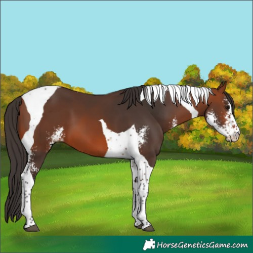 Horse Color:Bay Sabino Tobiano 