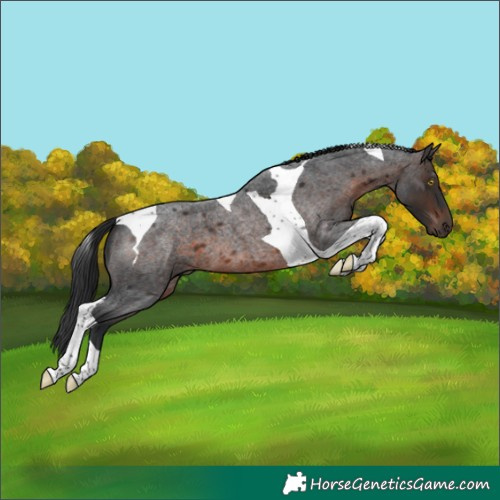 Horse Color:Brown Roan Tobiano 