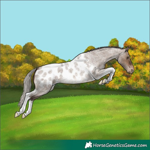 Horse Color:Silver Brown Roan Dun Tobiano Appaloosa