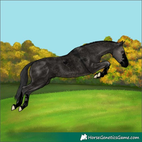 Horse Color:Void Grullo Roan 