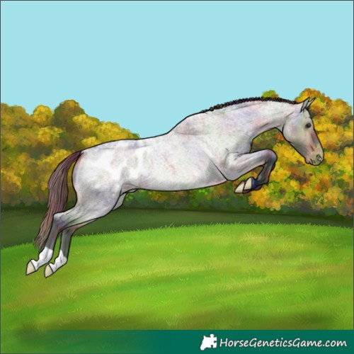 Horse Color:Nacre Buckskin Roan Dun Blanket