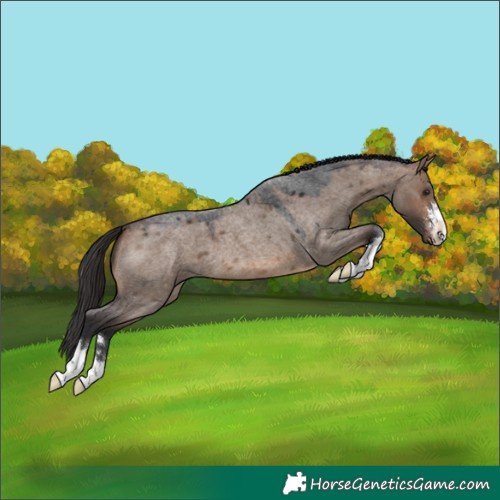 Horse Color:Brown Roan Dun 