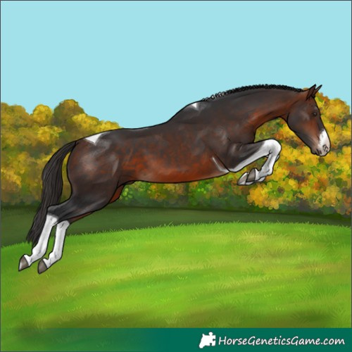 Horse Color:White Spotted Bay Tobiano