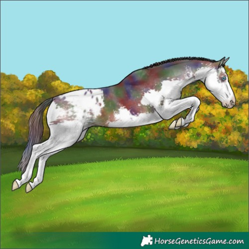 Horse Color:Nacre White Spotted Brown Splash Appaloosa