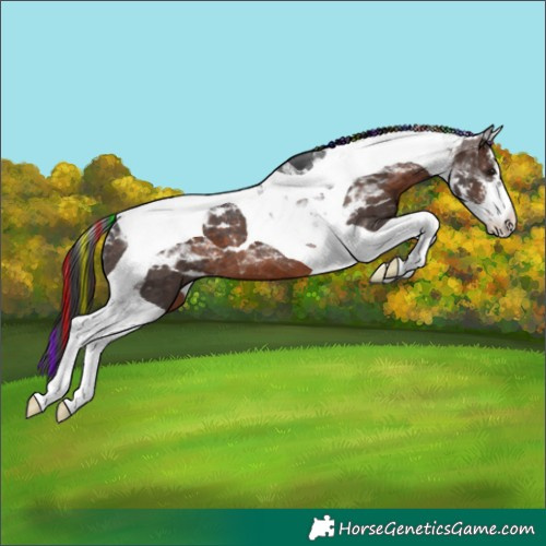Horse Color:Painted White Spotted Brown Tobiano Appaloosa