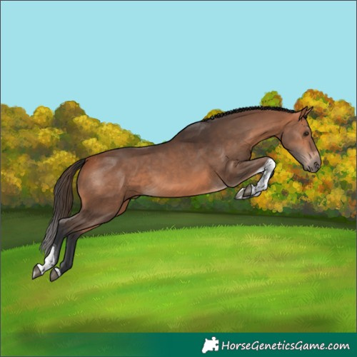 Horse Color:White Spotted Bay Tobiano 