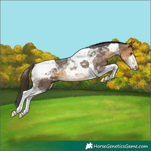 Horse Color:White Spotted Buckskin Tobiano