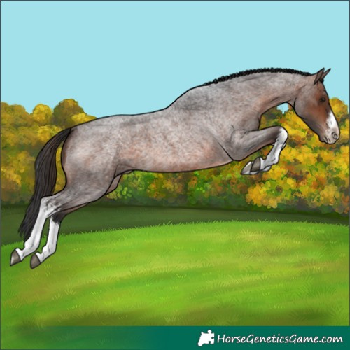 Horse Color:White Spotted Brown Roan