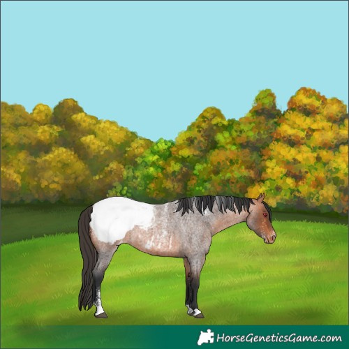 Horse Color:Powder White Bay Roan Snowcap