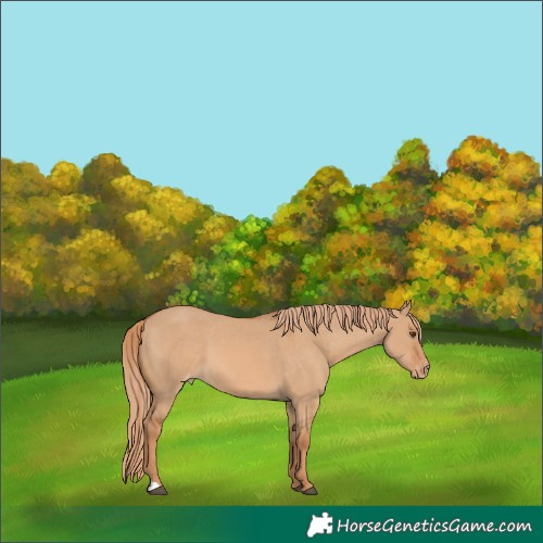 Horse Color:Red Dun Varnish