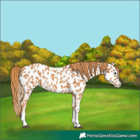 Horse Color:Chestnut Leopard 