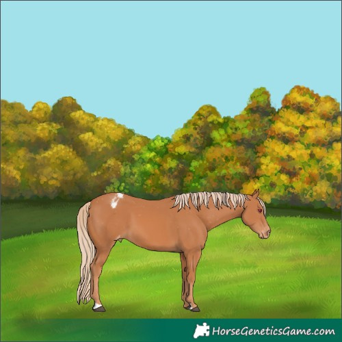 Horse Color:Chestnut Varnish