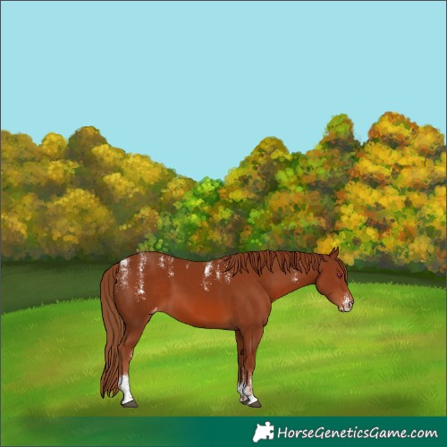 Horse Color:Powder White Chestnut Varnish 