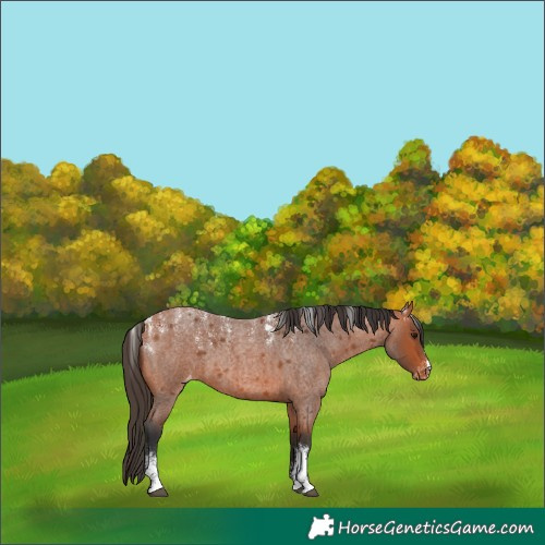 Horse Color:Powder White Bay Roan Varnish