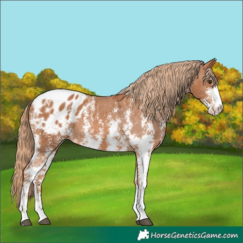 Horse Color:Chestnut Sabino Appaloosa