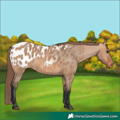 Horse Color:Bay Dun Appaloosa
