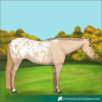 Horse Color:Red Dun Blanket