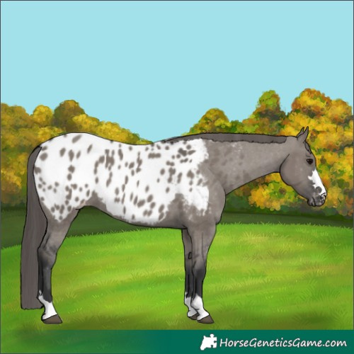 Horse Color:Grullo Appaloosa 