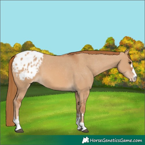Horse Color:Red Dun Appaloosa 