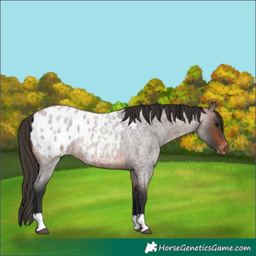 Horse Color:Brown Roan Appaloosa 