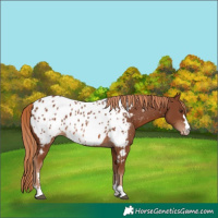 Horse Color:Chestnut Appaloosa 