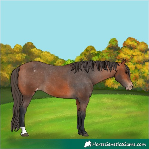 Horse Color:Bay Varnish