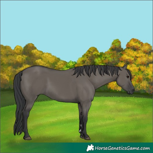 Horse Color:Grullo Rabicano