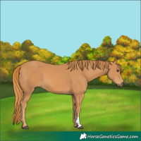 Horse Color:Unknown 