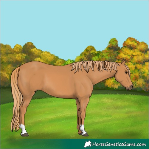 Horse Color:Unknown 