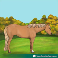 Horse Color:Unknown 