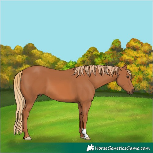 Horse Color:Chestnut 