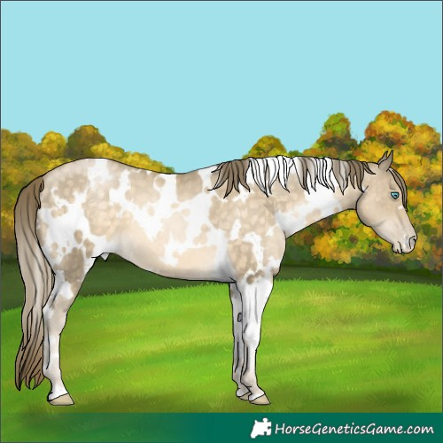 Horse Color:White Spotted Buckskin Pearl