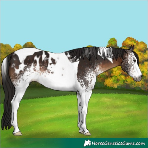 Horse Color:Gray White Spotted Bay Tobiano Appaloosa 