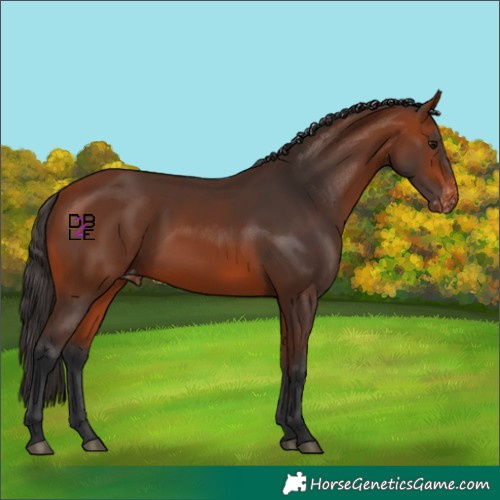 Horse Color:Bay Varnish 