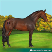 Horse Color:Bay Varnish 