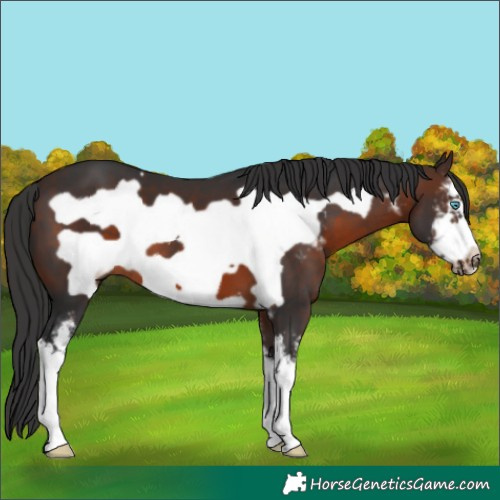 Horse Color:Brown Sabino Frame 