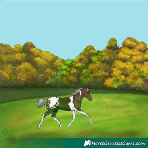Horse Color:Silver Black Tobiano Appaloosa