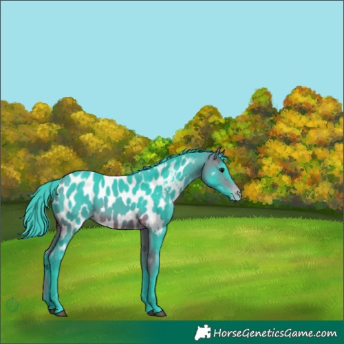 Horse Color:Watercolor Bay Appaloosa 