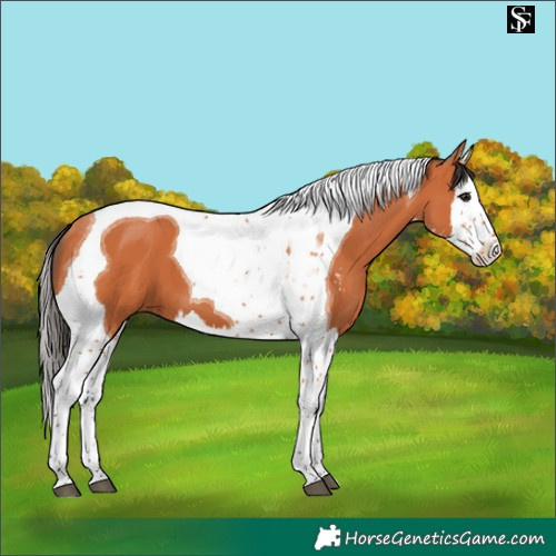 Horse Color:Bay Sabino Splash Tobiano 